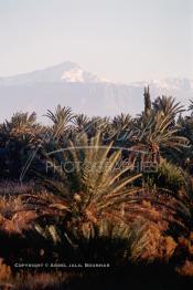 Image du Maroc Professionnelle de  La Palmeraie de Marrakech, au fond le mont Toubkal. Le palmier à Marrakech, c'est sacré, il fait partie des composantes majeures de l'identité de la ville, d’ailleurs depuis très longtemps, la loi sur les palmiers interdit formellement d'en couper, sous peine de très fortes amendes, Dimanche 17 Août 1997. Ce n’est pas le cas pour les autres car beaucoup d’arbres sont régulièrement victimes de massacre à la tronçonneuse dans la ville rouge. (Photo / Abdeljalil Bounhar)